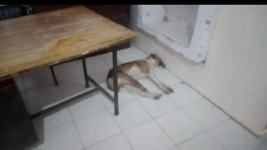 Dogs are resting at Dhampur Primary Health Center