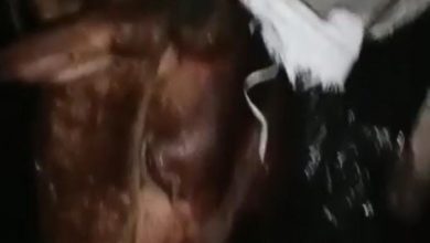 Sensation spread in the city after 6 dead cows were caught in a tractor trolley in Bijnor