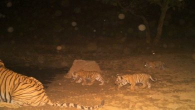 Good news came from Sariska in the new year, tigress was seen with two cubs