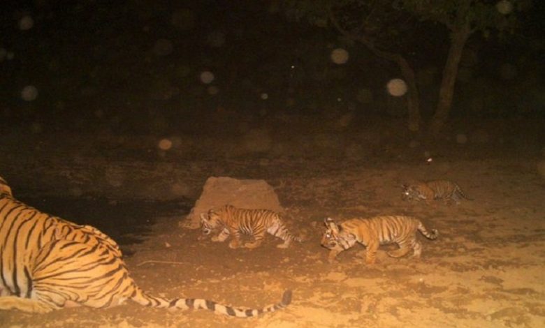 Good news came from Sariska in the new year, tigress was seen with two cubs