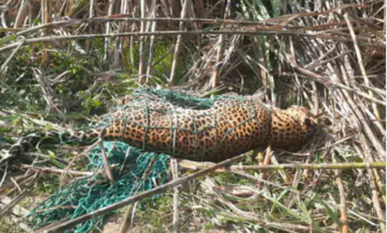 The team of Bijnor Forest Department went to rescue the leopard trapped in the trap